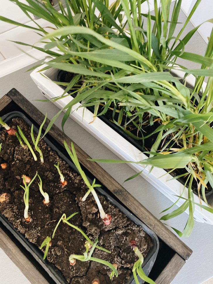 Горшок для зелени Tsveti