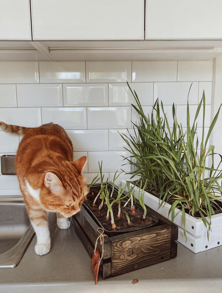 Горшок для зелени Tsveti