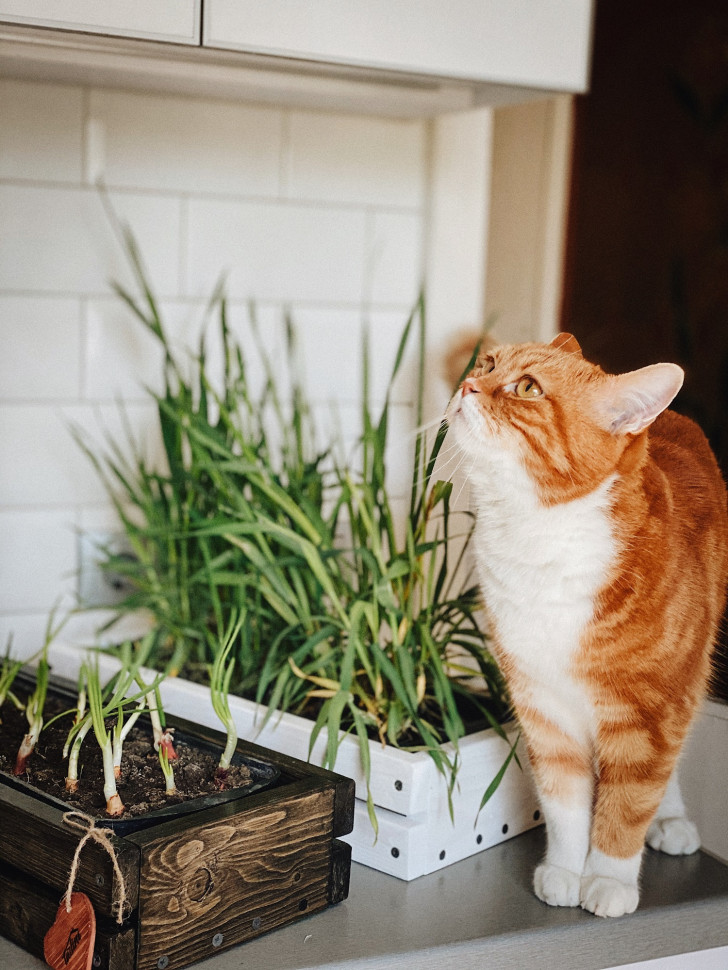 Горшок для зелени Tsveti