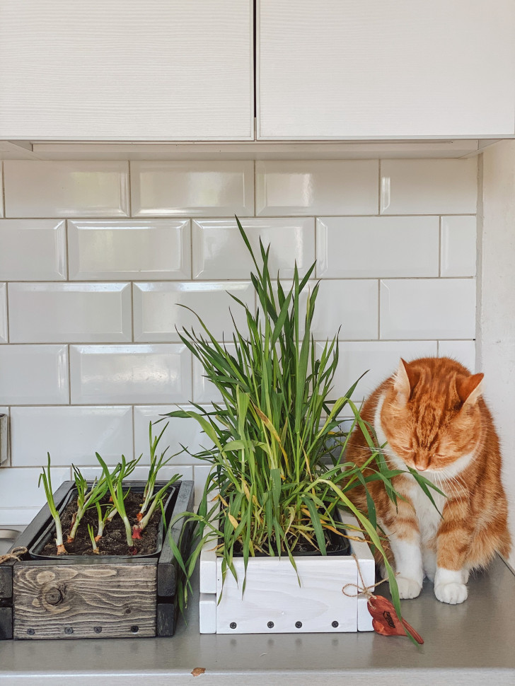 Горшок для зелени Tsveti