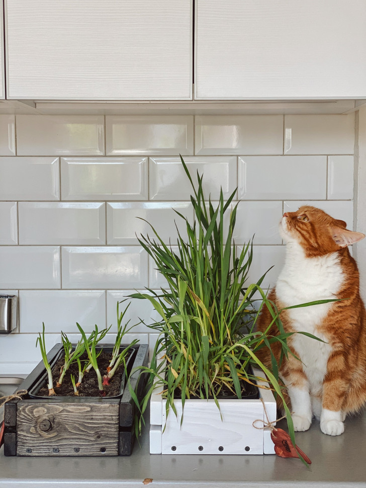 Горшок для зелени Tsveti