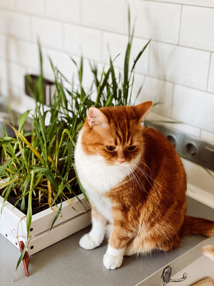 Горшок для зелени Tsveti