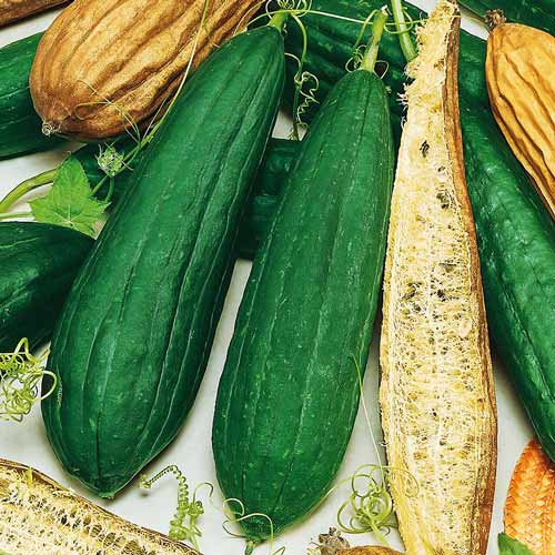 Люфа (мочалка) Sponge