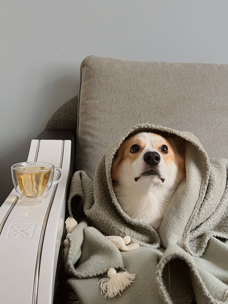 Хутряний плед Pistachio