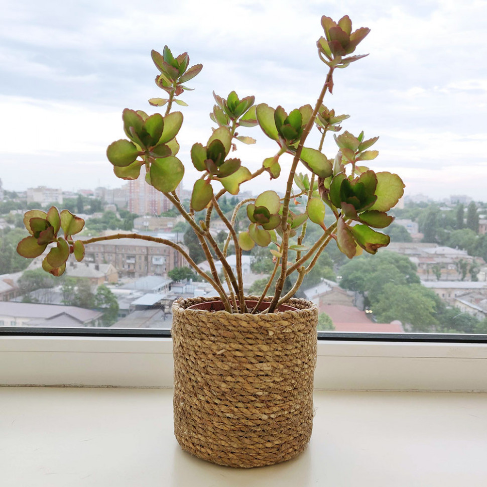 Плетеное кашпо с подкладкой Twine