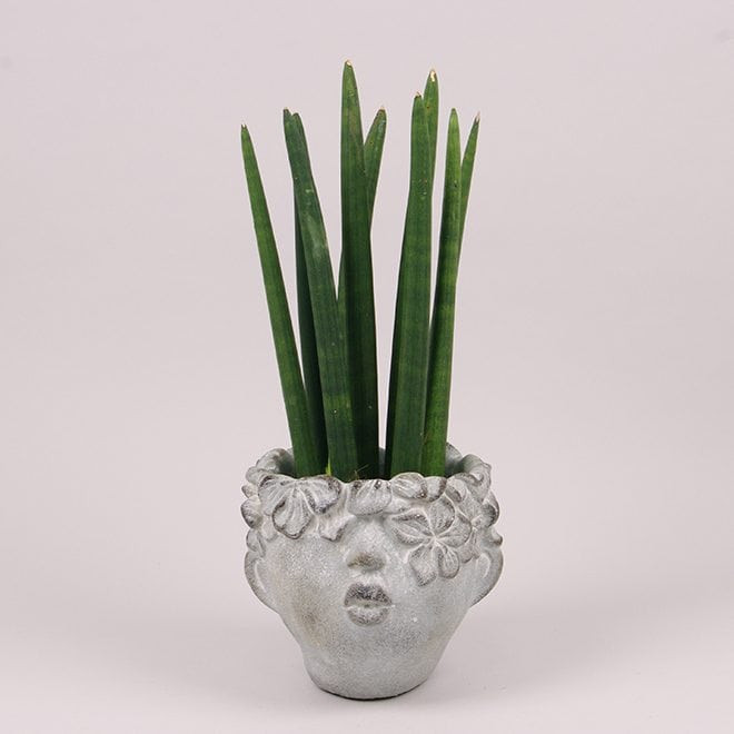 Кашпо из цемента Head